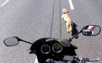 Motorcyclist Saves a Puppy on a Highway
