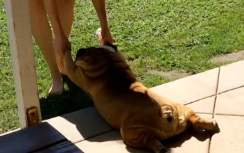 Every Dog Has Its Day