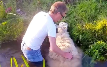 Good Samaritan Rescues Sheep Stuck in River