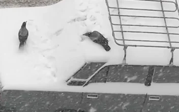 Two Crows Play on Top of Snow-Covered Car