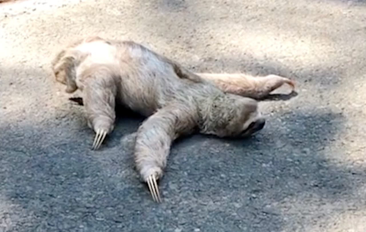 Man Helps Sloth Cross Road | NTD