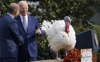 Biden Pardons National Thanksgiving Turkeys While Marking His 81st Birthday With Jokes About His Age