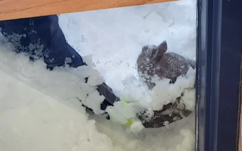 Man Rescues Bunny From Under Thick Snow