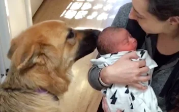 Dogs Welcome Newborn Baby