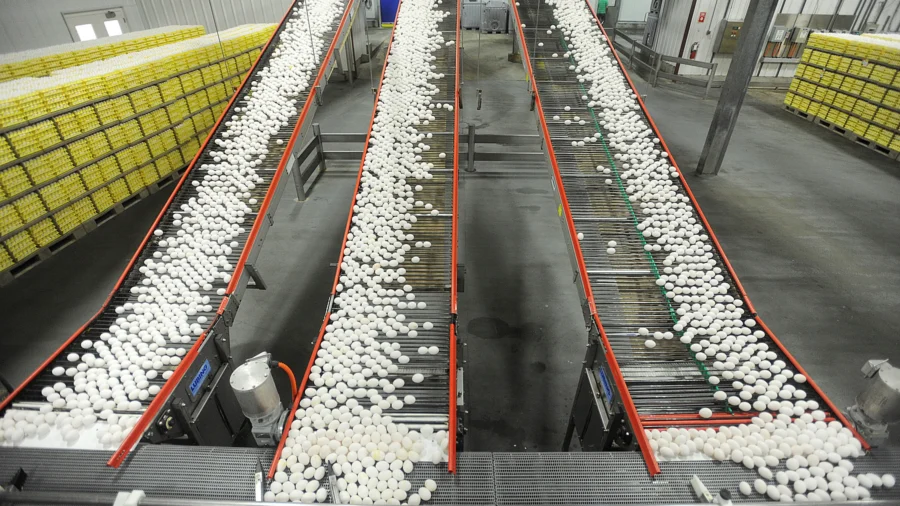US Egg Producers Conspired to Fix Prices From 2004 to 2008, Federal Jury Rules