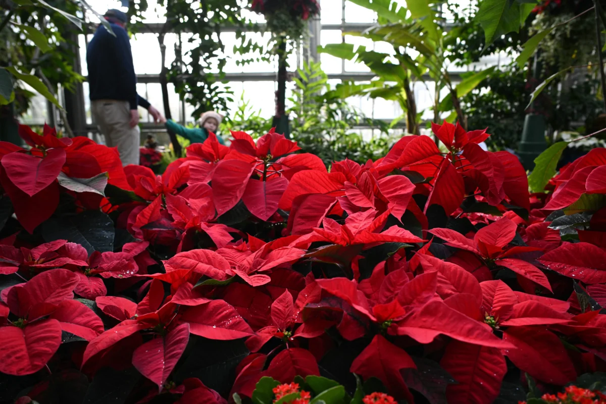 Poinsettias are displayed during a press preview of the "Season's GreeNings" holiday exhibit at the US Botanic Garden in Washington, DC, on November 22, 2023. (Mandel Ngan / AFP via Getty Images)