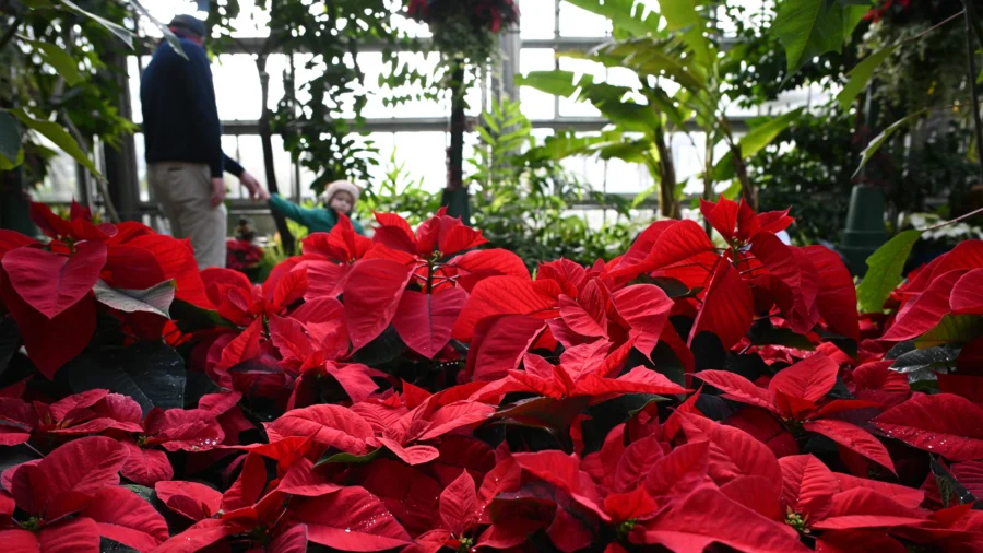 Holiday Display at US Botanic Garden in DC