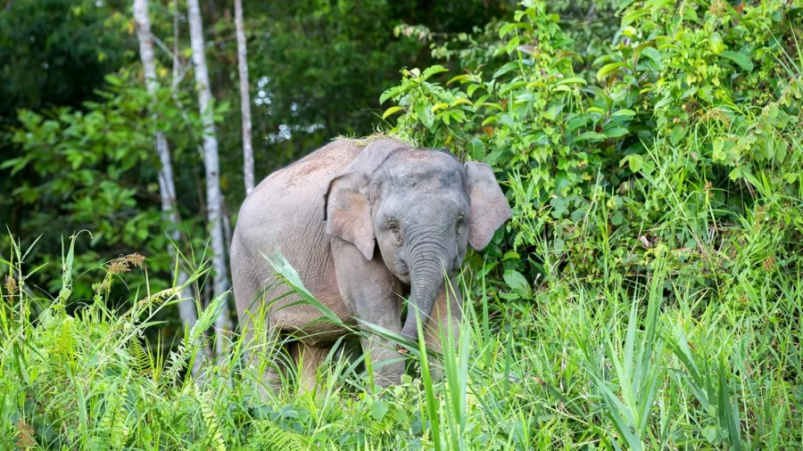 Elephant Herd Tramples Car After Baby Struck Along Malaysian Highway