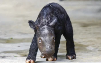 Sumatran Rhino Calf Born in Indonesia Adds to Endangered Species of Fewer Than 50 Animals