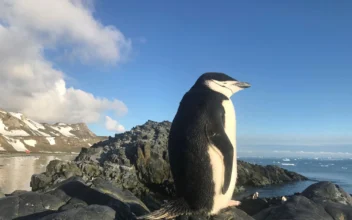 Penguin Parents Sleep for Just a Few Seconds at Time to Guard Newborns, Study Shows