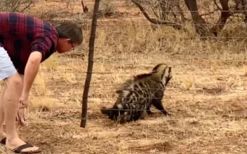 Brave Man Frees Wild Civet Caught in Fence in South Africa
