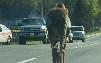 Moose Mom and Newborn Walk on Highway