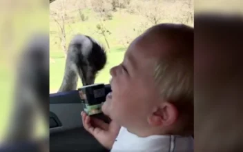 Toddler Laughs at Ostrich Eating