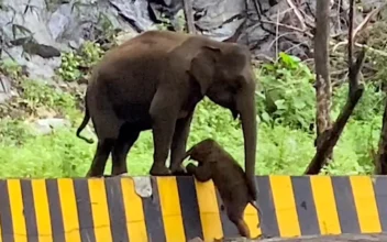 Mama Elephant Helps Baby Over Barrier