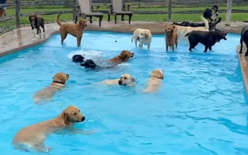 Swimming Doggies!