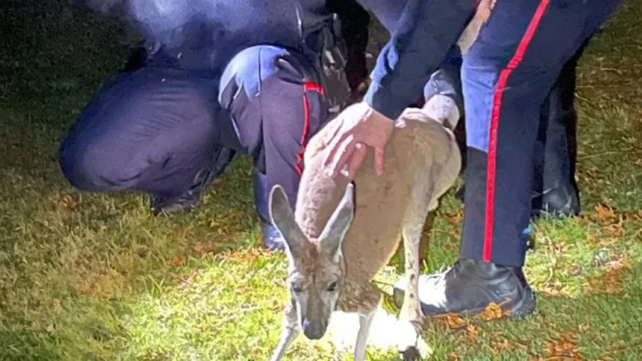 Escaped Kangaroo Captured After Punching Canadian Officer