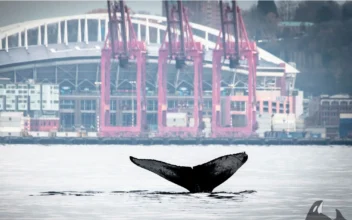 Photographs Capture Humpback Whale’s Seattle Visit, Breaching in Waters in Front of Space Needle
