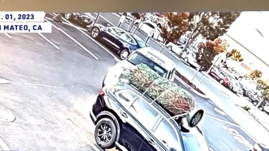‘Grinch’ Steals Family’s Christmas Tree