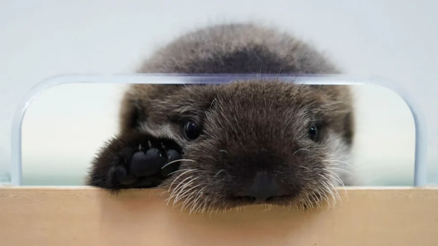 Sea Otter Pup Found Alone in Alaska Has New Home at Chicago’s Shedd Aquarium