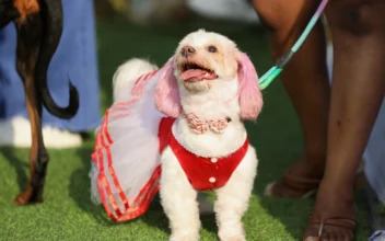 Dogs Go for Traditional Look at Lagos Canine Festival