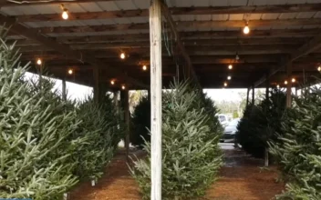 Florida Farm Keeps Tradition Alive With Hand-Picked Christmas Trees