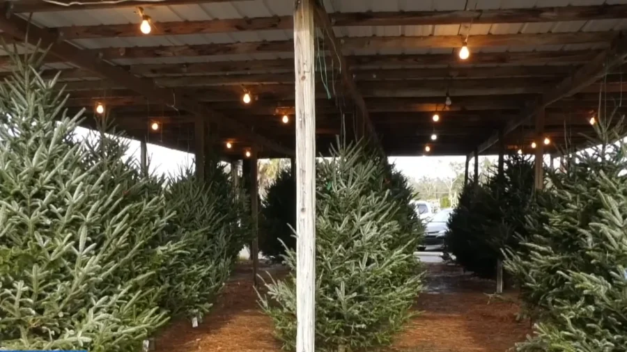Florida Farm Keeps Tradition Alive With Hand-Picked Christmas Trees