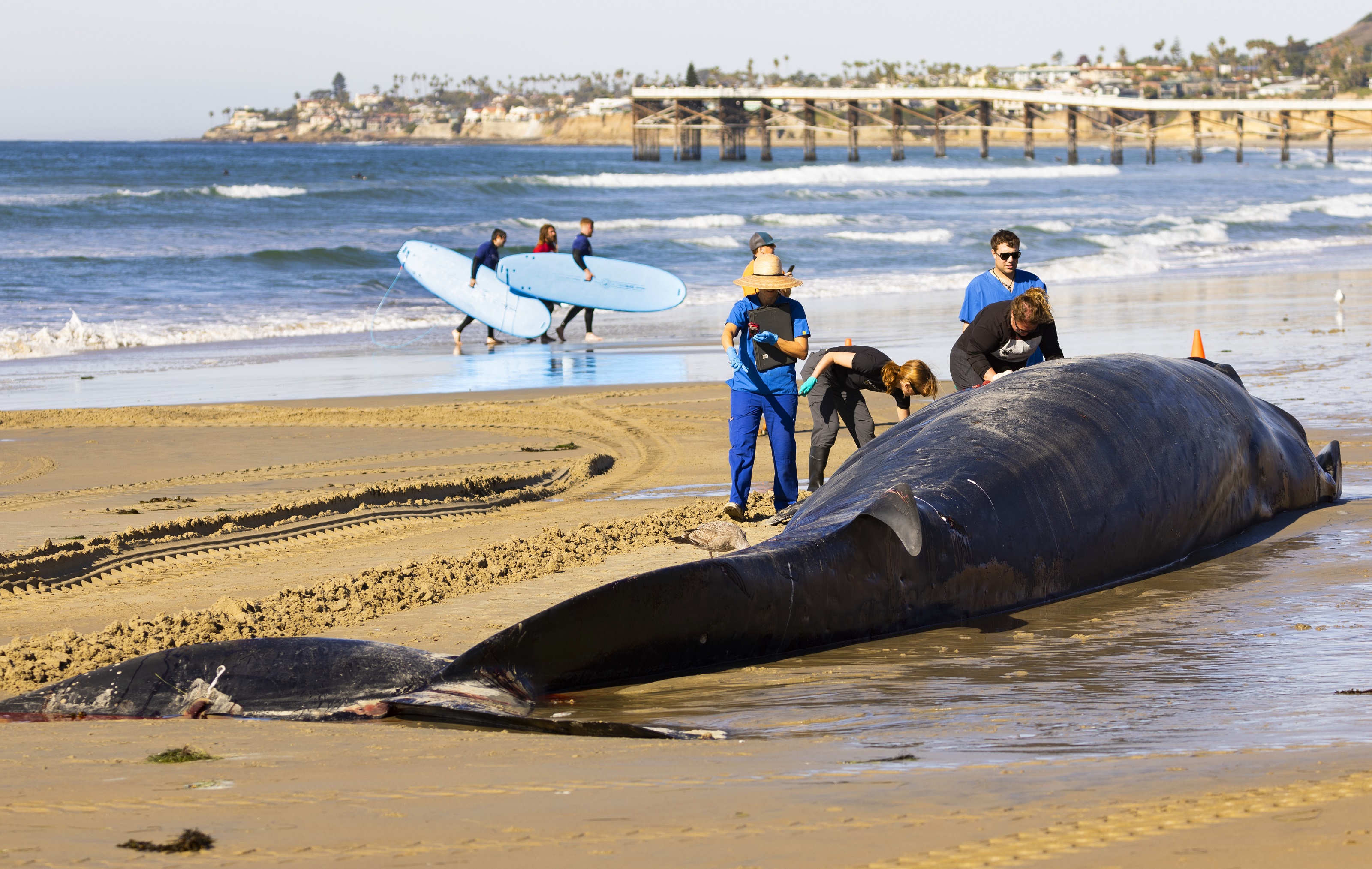 52-Foot-Long Dead Fin Whale Washes up on San Diego Beach; Cause of