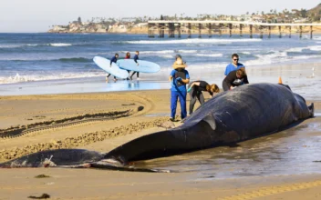 52-Foot-Long Dead Fin Whale Washes up on San Diego Beach; Cause of Death Unclear