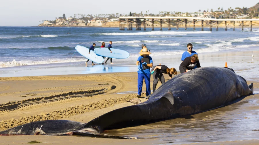 52-Foot-Long Dead Fin Whale Washes up on San Diego Beach; Cause of Death Unclear
