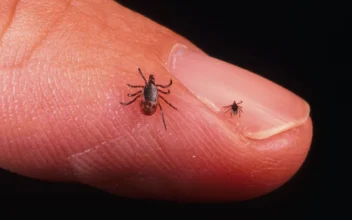 CDC Warns Of Deadly Tick-Borne Illness In People Traveling to Mexico