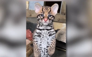 Los Angeles Zoo Announces Birth of Ocelot Kitten