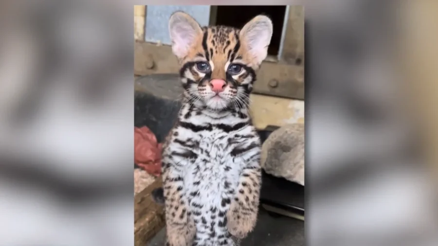Los Angeles Zoo Announces Birth of Ocelot Kitten