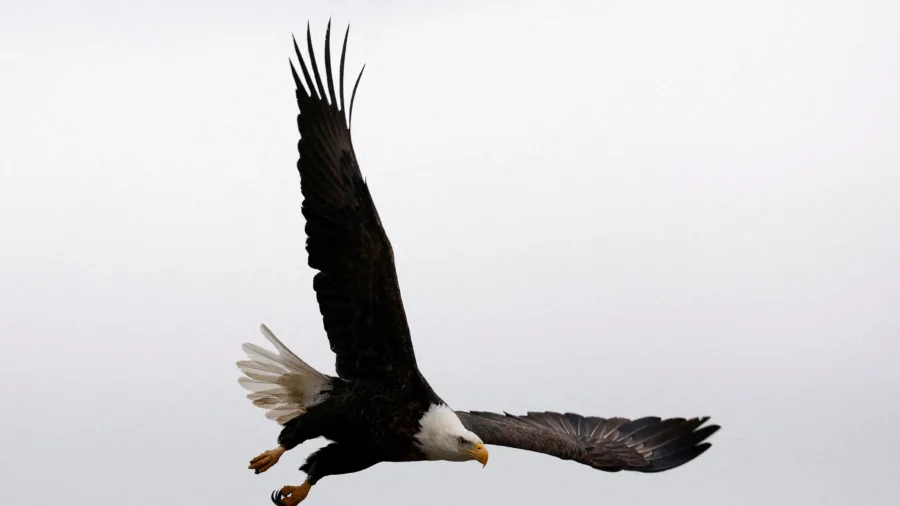 Montana Grand Jury Indicts 2 Men for Allegedly Killing Bald Eagles