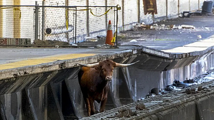 Bull on Tracks Disrupts Trains Between Newark and New York