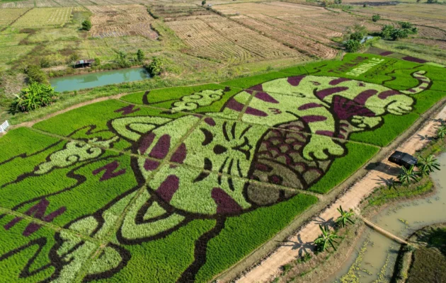 Thai Rice Farmer Makes Art With Plantings That Depict Cats