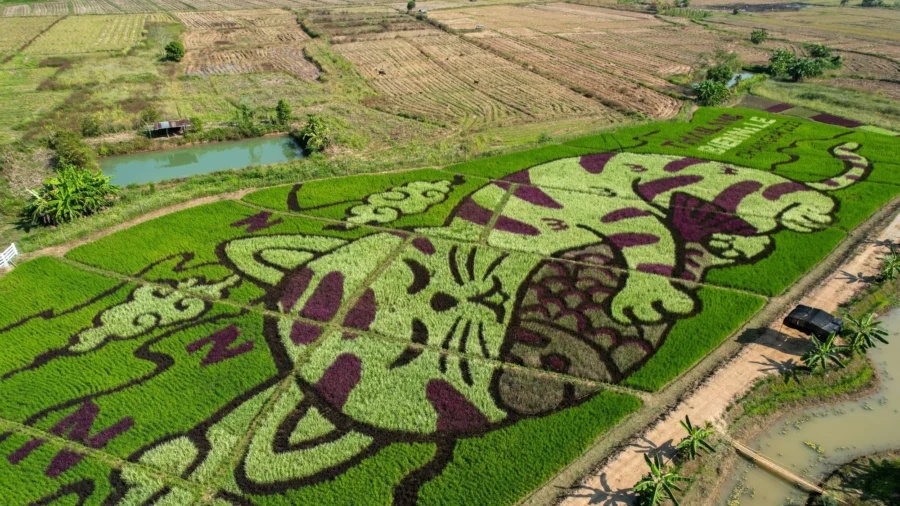 Thai Rice Farmer Makes Art With Plantings That Depict Cats
