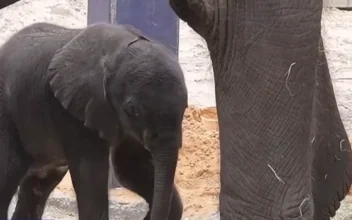 Endangered Elephant Born at Animal Kingdom