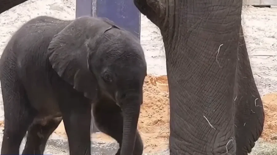 Endangered Elephant Born at Animal Kingdom