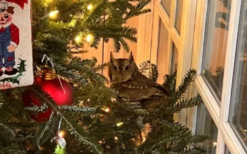 Kentucky Family Gets Early Gift: Owl in Their Christmas Tree