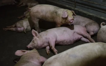 New African Swine Fever Variant From China: Taiwan