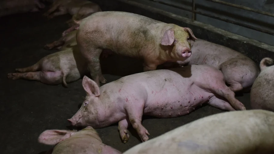 New African Swine Fever Variant From China: Taiwan