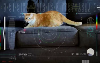 Orange Tabby Cat Named Taters Steals the Show in First Video Sent by Laser From Deep Space