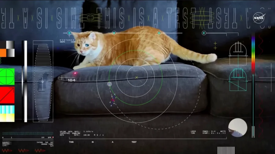 Orange Tabby Cat Named Taters Steals the Show in First Video Sent by Laser From Deep Space