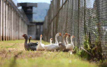 Brazilian ‘Geese Agents’ Honk in Case of Prison Break
