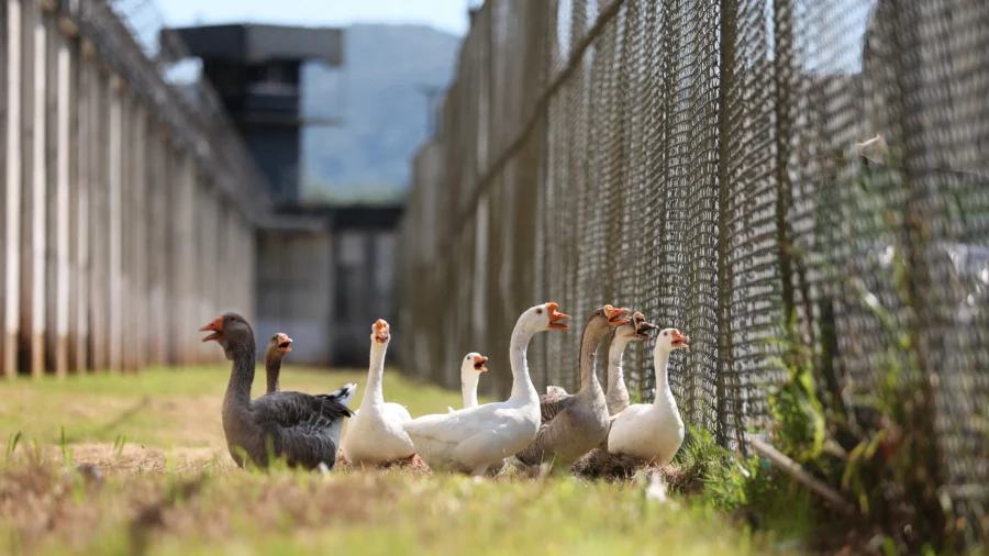 Brazilian ‘Geese Agents’ Honk in Case of Prison Break