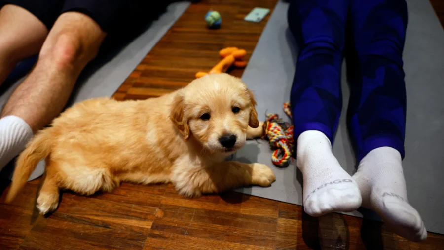 Parisians Combine Yoga With Puppy Cuddles for Ultimate Relaxation