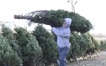 Supplier of Real Christmas Trees Overcomes COVID-19 Challenges to Bring Joy, Value to Households