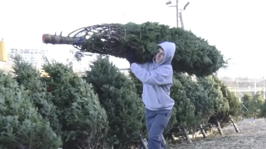Supplier of Real Christmas Trees Overcomes COVID-19 Challenges to Bring Joy, Value to Households
