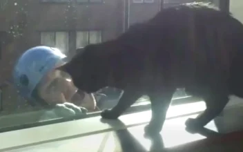Window Cleaners Make Friends With Little Boy and His Cat