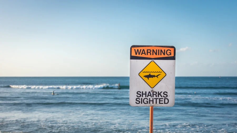 Surfer Dies After Shark ‘Encounter’ in Hawaii